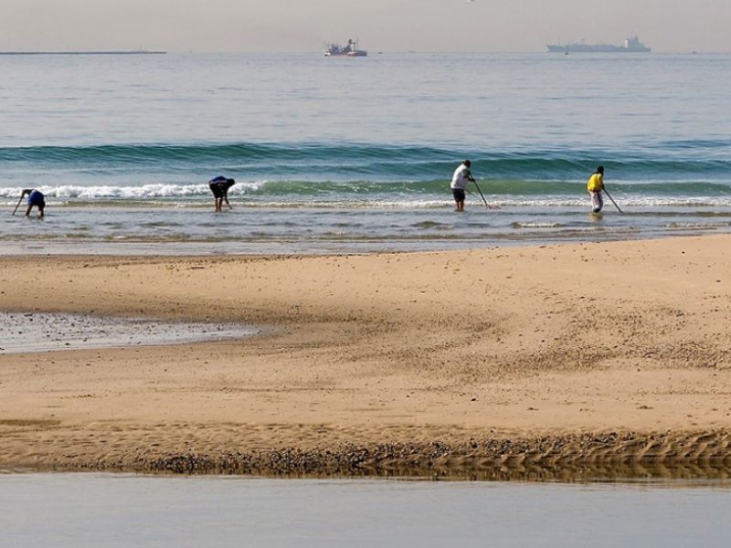El primer plan andaluz de gestión de la coquina abre nuevas posibilidades a los mariscadores