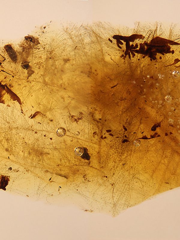 Los escarabajos se alimentaban de las plumas de los dinosaurios hace unos 105 millones de años
