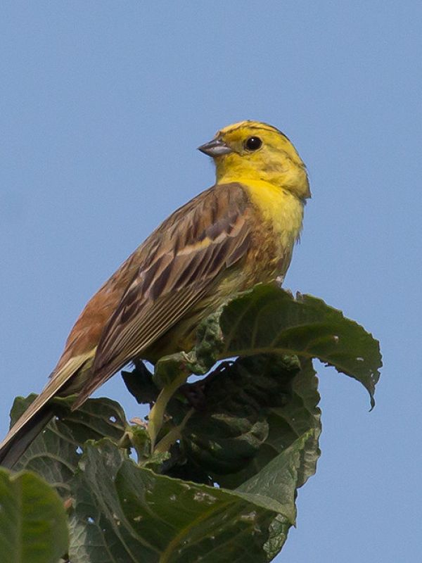 La agricultura intensiva es la causa principal del descenso de pájaros en Europa