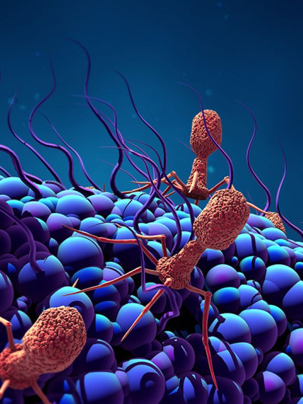 Descubren un nuevo mecanismo de control del ciclo vital de los fagos, los virus de las bacterias