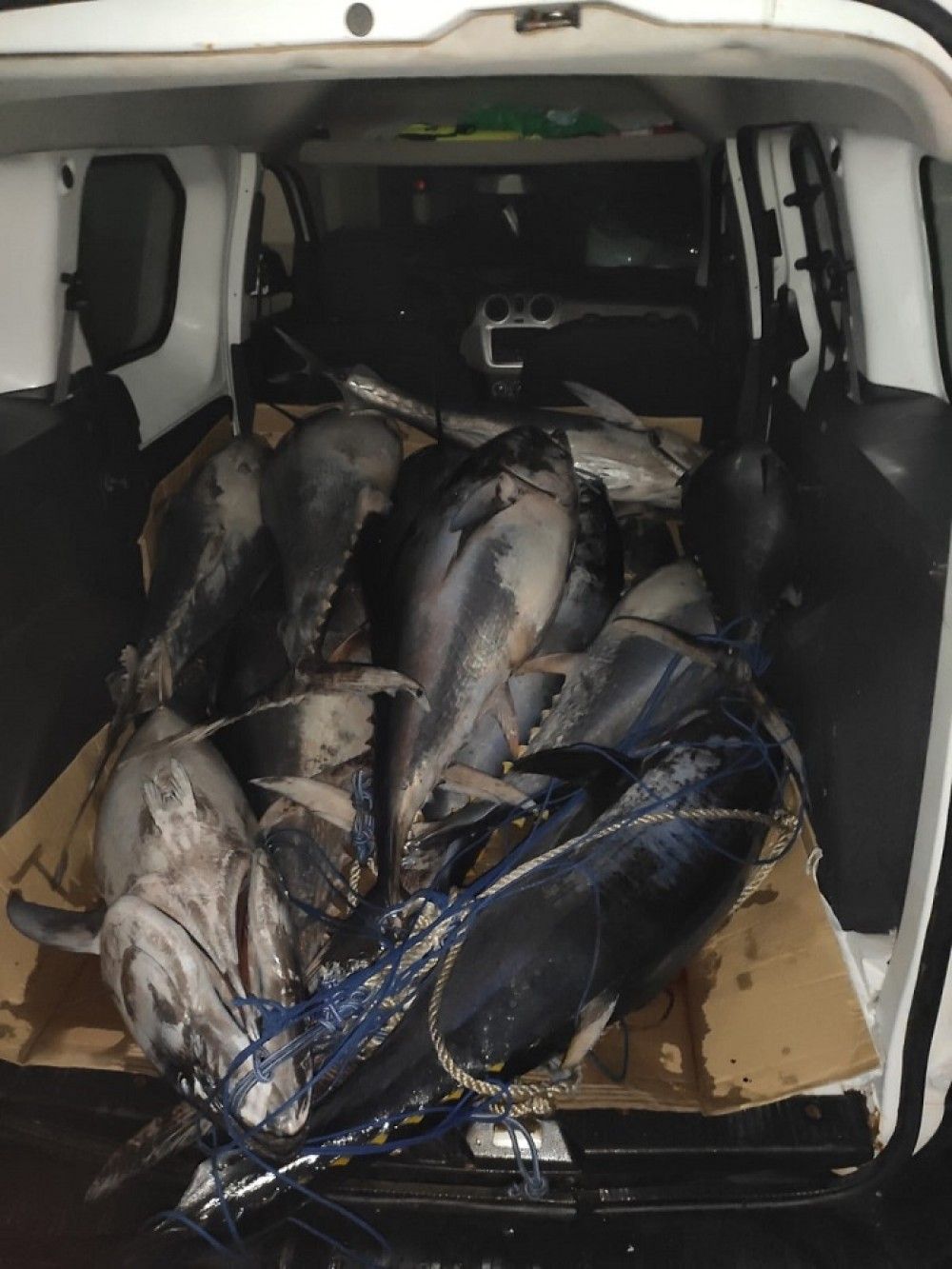 Decomisados en Tarifa 15 atunes pescados de forma ilegal
