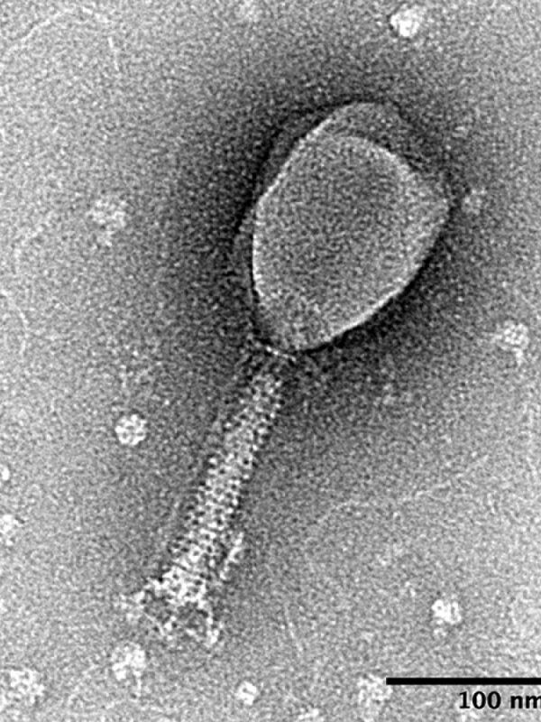 Los virus que infectan a bacterias pueden comunicarse entre sí para establecer estrategias de contagio