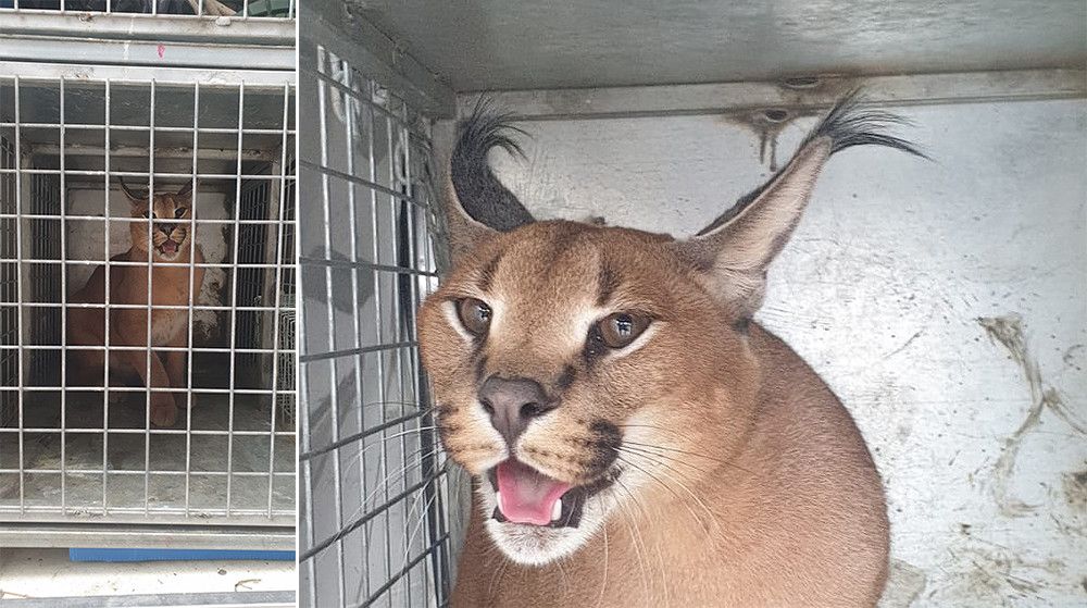 El Ayuntamiento recupera un caracat que se había extraviado y, tras recorrer casi 20 kilómetros, se adentró en el jardín de una vivienda cuyo propietario creyó que era un lince