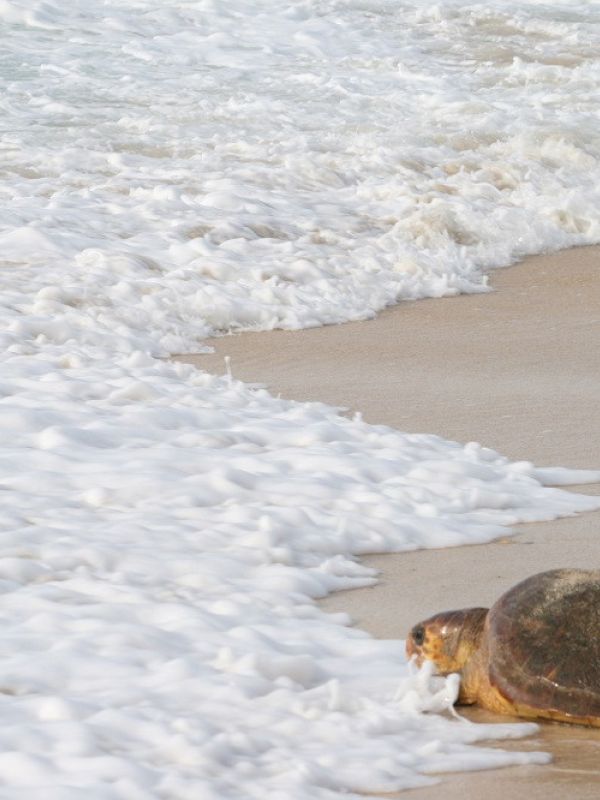 Hallados plastificantes acumulados en el tejido muscular de tortugas en el Mediterráneo occidental