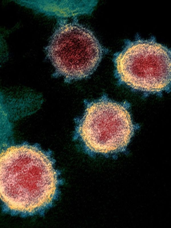 Un estudio analiza si el fármaco plitidepsina podría inhibir la reproducción del SARS-CoV-2 en las células