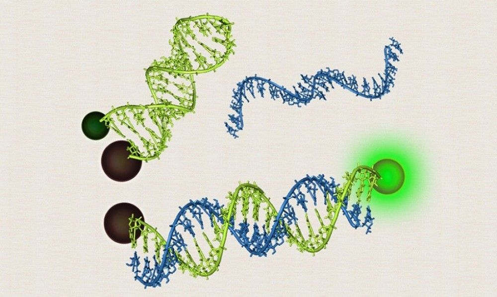 Científicos del CSIC buscan detectores de SARS-CoV-2 más rápidos y baratos que las PCR con balizas moleculares