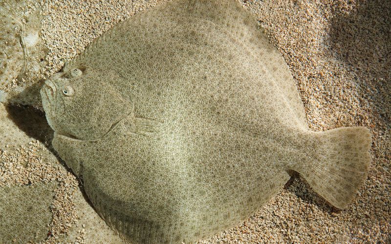El CSIC crea un mapa interactivo que muestra cómo se organiza el ADN del rodaballo para darle forma aplanada