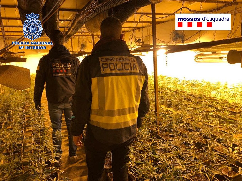 Desarticulada una de las mayores organizaciones criminales de origen chino dedicada al tráfico internacional de marihuana
