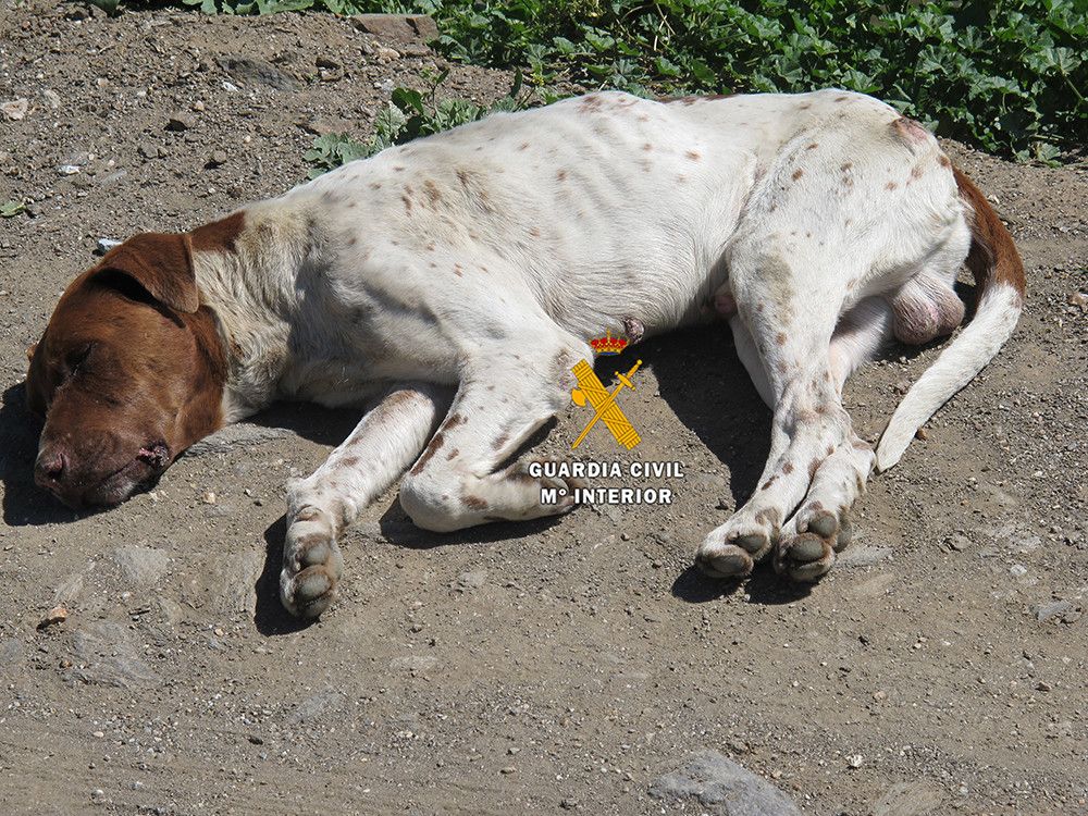La propuesta de informe del Poder Judicial detecta numerosos errores de técnica jurídica en el anteproyecto de ley de modificación del Código Penal en materia de maltrato animal