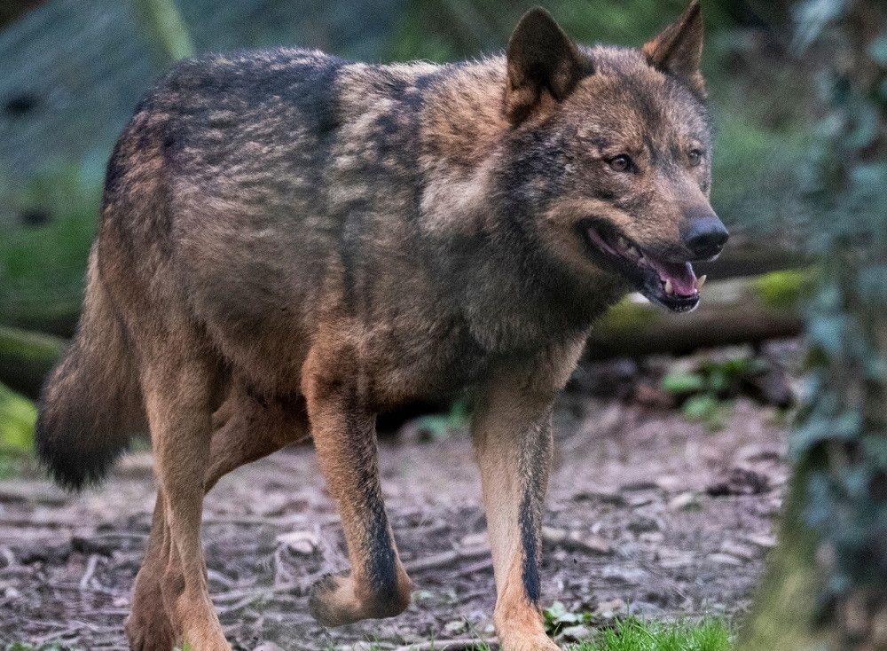 El nuevo borrador de la Estrategia del lobo intenta una difícil coexistencia entre la especie y la ganadería extensiva