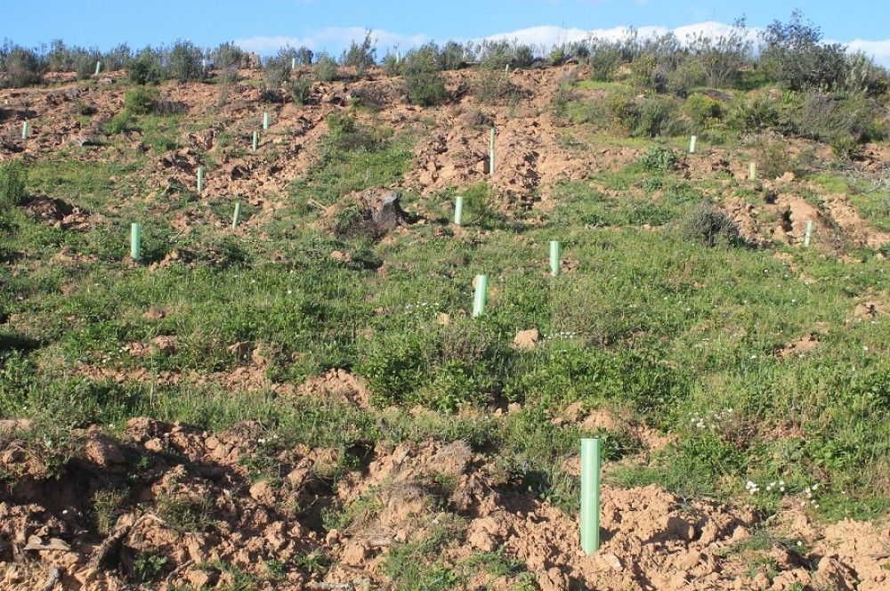 La Consejería de Desarrollo Sostenible programa una plantación masiva por el Día de Andalucía