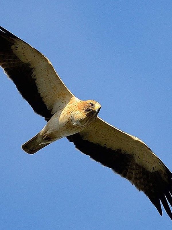 La acumulación de pesticidas reduce la capacidad reproductiva del águila calzada en Doñana