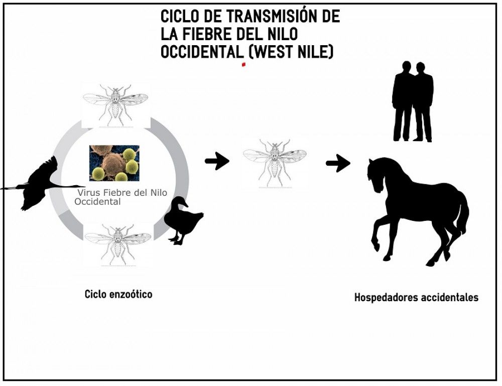 La red de vigilancia de Sanidad Animal permite la detección precoz y tratamiento de casos de fiebre del Nilo en caballos