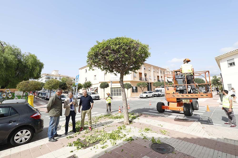 San Pedro Alcántara ejecuta la primera fase de su plan de poda, que actuará durante tres meses sobre 2.000 árboles y palmeras y alcanzará a 60 viales