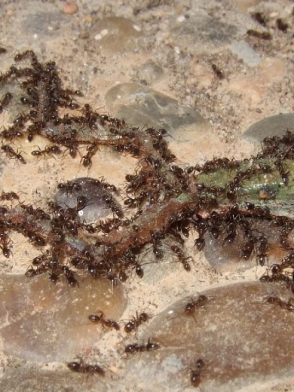 Un estudio del CSIC demuestra que la hormiga argentina supone una gran amenaza para los anfibios de Doñana