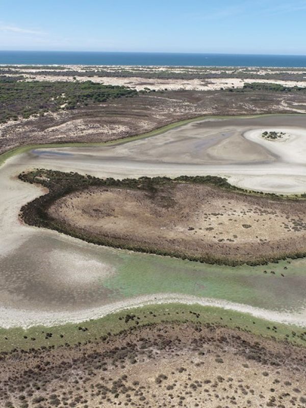 La sequía y la sobreexplotación de los acuíferos secan la última laguna permanente de Doñana