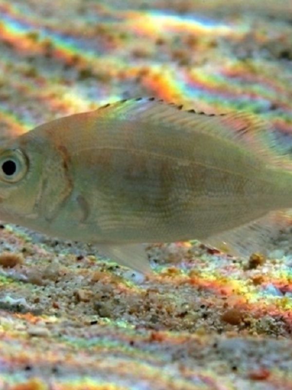 Demuestran que los peces pueden detectar sabores también en el sistema intestinal
