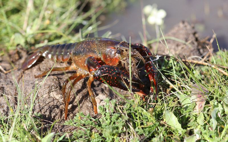 Los cangrejos de origen americano ocupan el 95% del nicho del cangrejo de río en la Península Ibérica