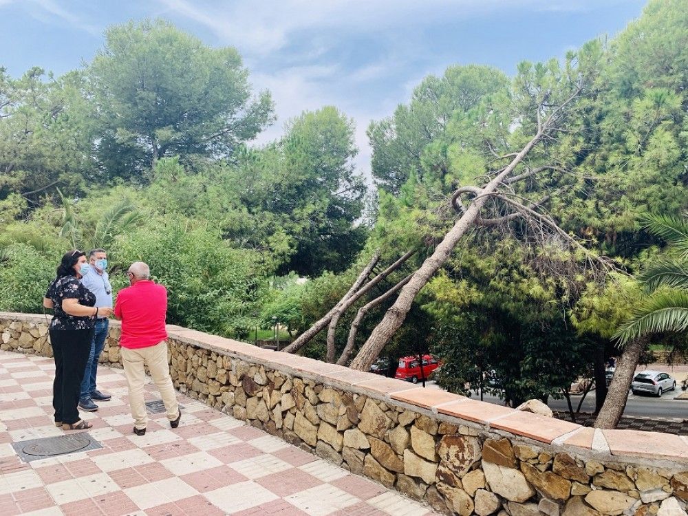 El PSOE advierte del peligro del derribo de parte de la arbolada de la avenida Maíz Viñals