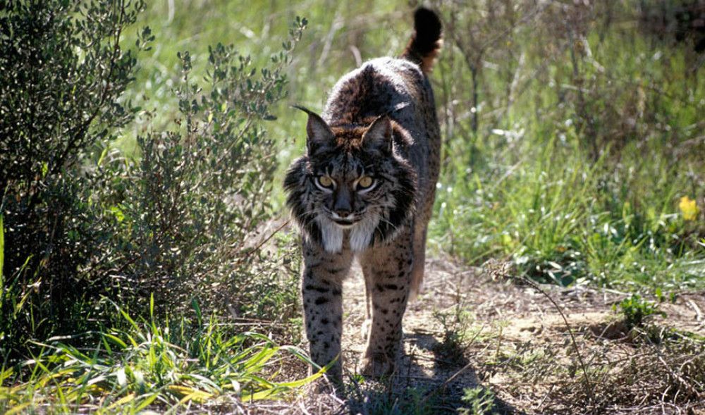 Jueces de toda España abordan en Doñana la protección de las especies amenazadas