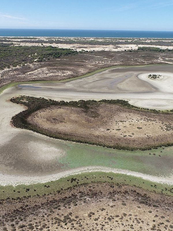 Doñana cerró 2022 con récord de temperatura máxima, mínimas de precipitaciones y escasez de aves acuáticas invernantes