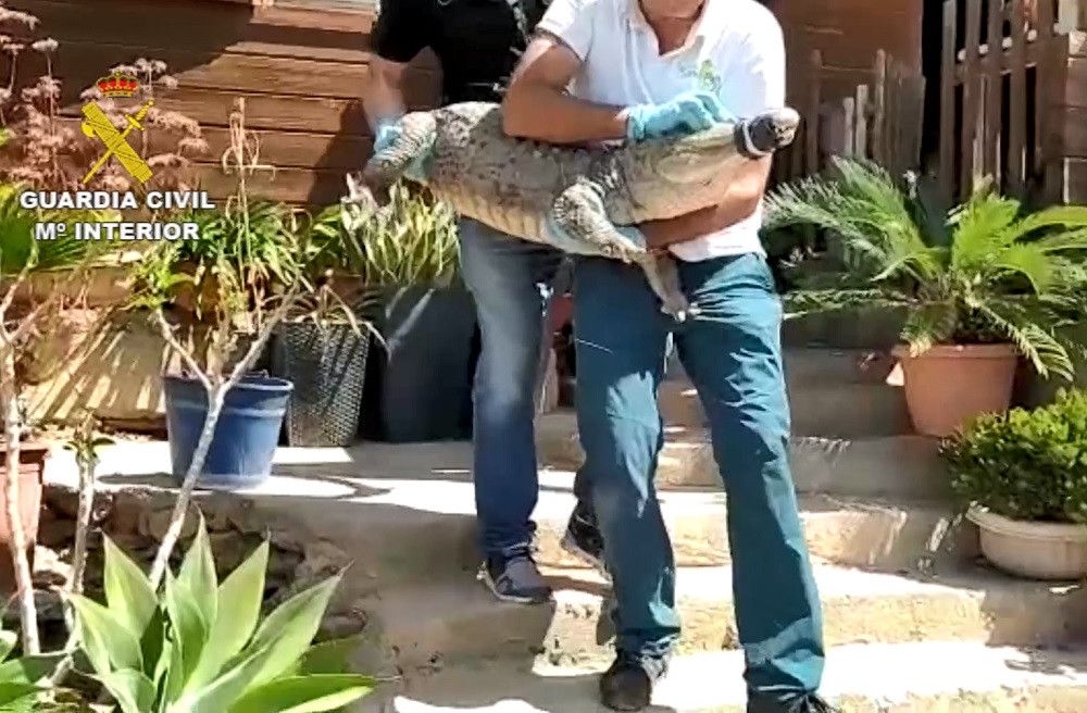 La Guardia Civil procede a la incautación de 439 especies en una finca privada de Las Palmas