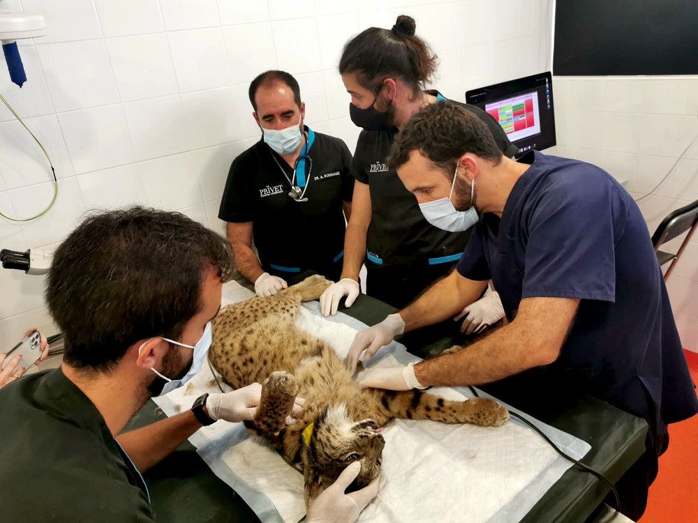 Un hospital veterinario privado está colaborando gratuitamente con la Junta para salvar a un lince con una lesión pulmonar