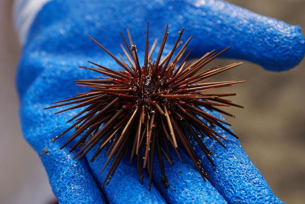La Consejería de Pesca unifica las dos normas de marisqueo en inmersión de Andalucía