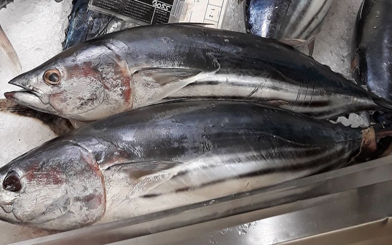 El polvo del Sahara influye en la migración y pesca del atún listado del Atlántico