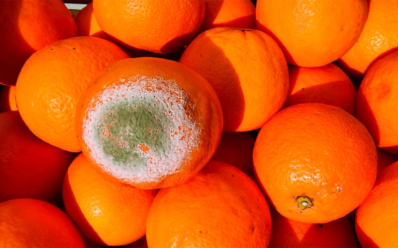 Descubren los efectos múltiples de una proteína frente al hongo que causa la podredumbre verde’ en cítricos