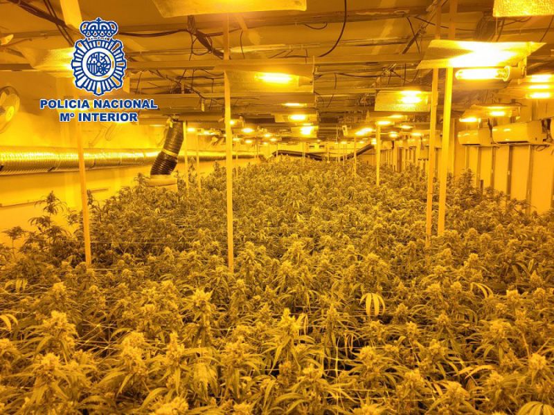La Policia Nacional desmantela una organización criminal dedicada al cultivo "indoor" de marihuana e interviene 985 plantas