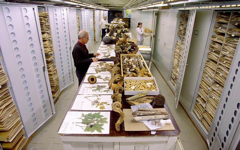 Un equipo de científicos urge a crear una colección global de historia natural para hacer frente a la crisis ambiental