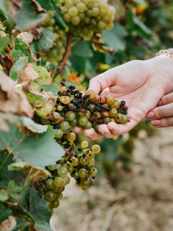 La NASA ayuda a detectar las enfermedades de las uvas vinícolas desde el cielo