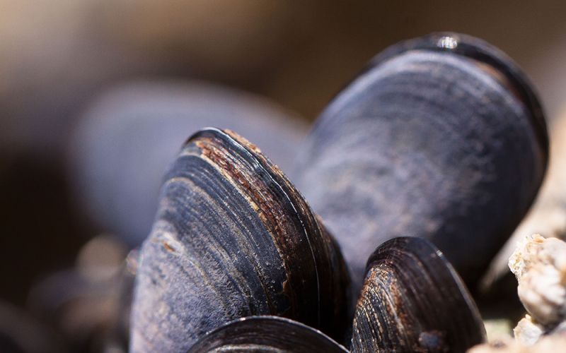 Los mejillones liberan células inmunes fuera de su cuerpo en respuesta a lesiones e infecciones