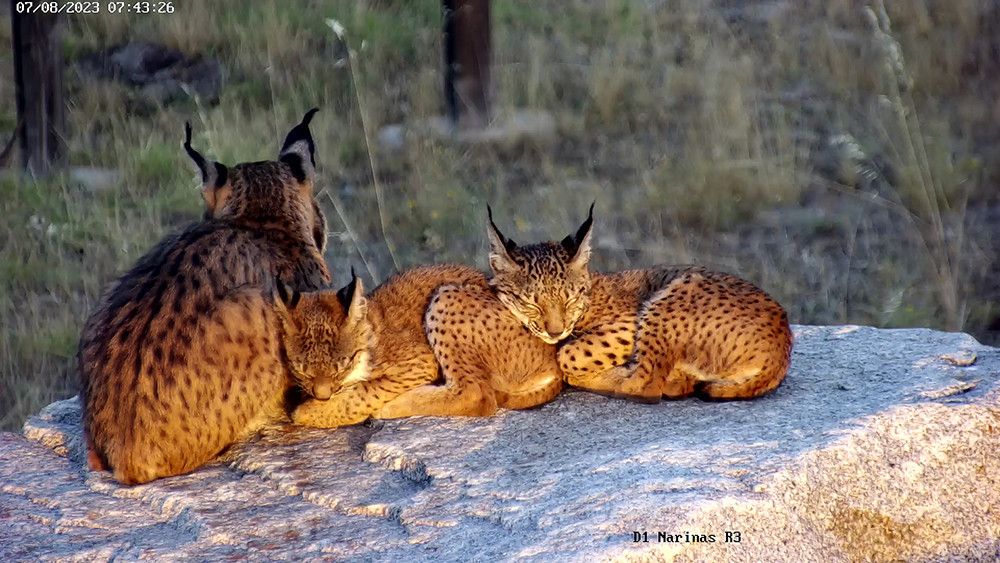 Los cachorros de lince ibérico de la Granadilla ya tienen nombre