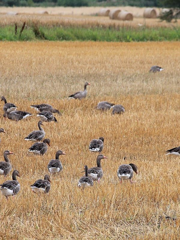 Un estudio concluye que las aves acuáticas dispersan malas hierbas y plantas exóticas en cultivos y humedales
