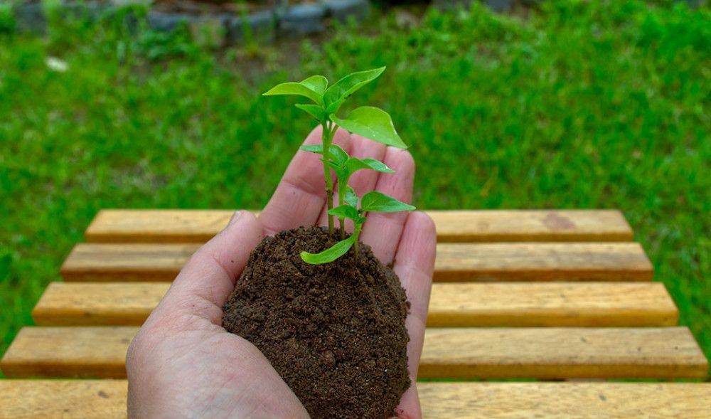 La Junta pide a los andaluces que no traigan plantas de otras zonas del mundo cuando viajen para evitar "pandemias vegetales"