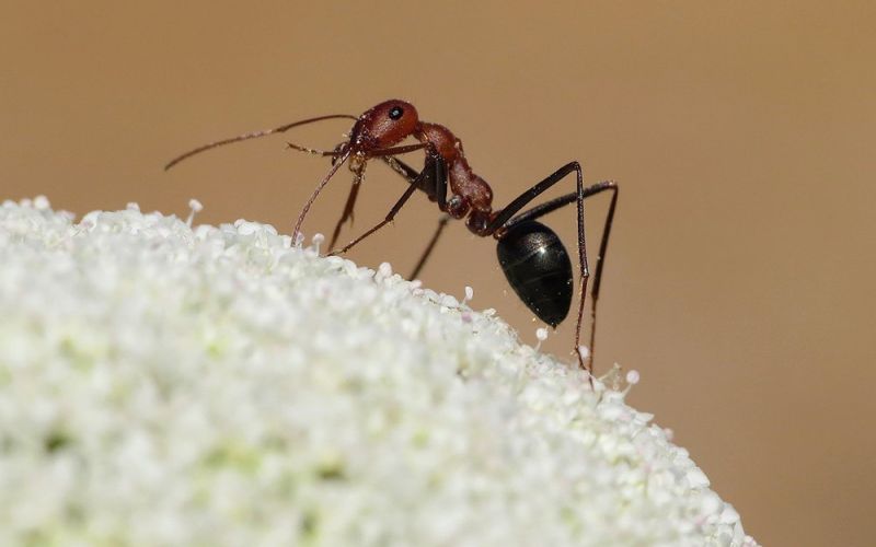 El fuego podría tener efectos positivos sobre las comunidades de hormigas y abejas