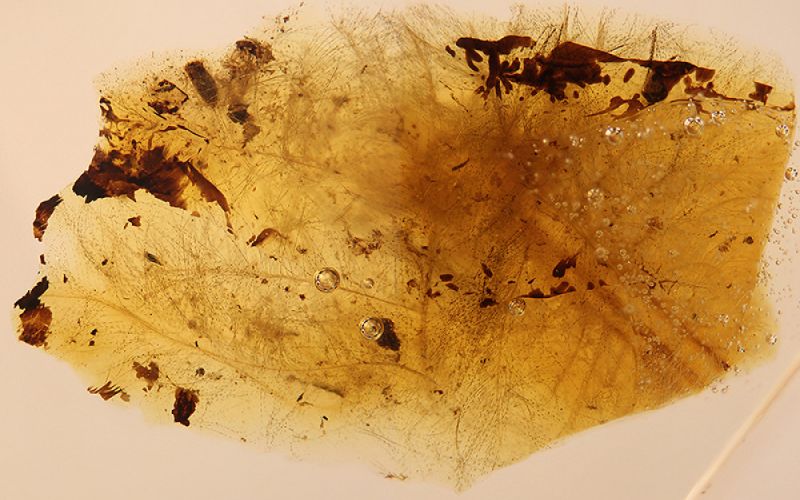 Los escarabajos se alimentaban de las plumas de los dinosaurios hace unos 105 millones de años