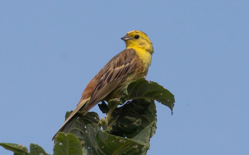 La agricultura intensiva es la causa principal del descenso de pájaros en Europa