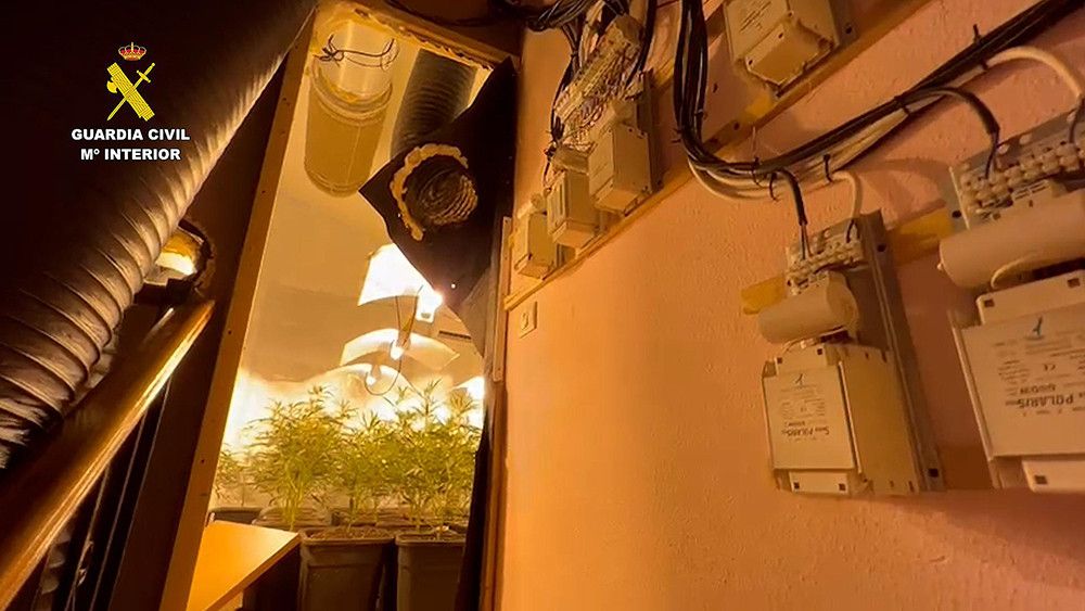 Desarticulada una organización criminal dedicada al cultivo de marihuana "indoor" en Castellón