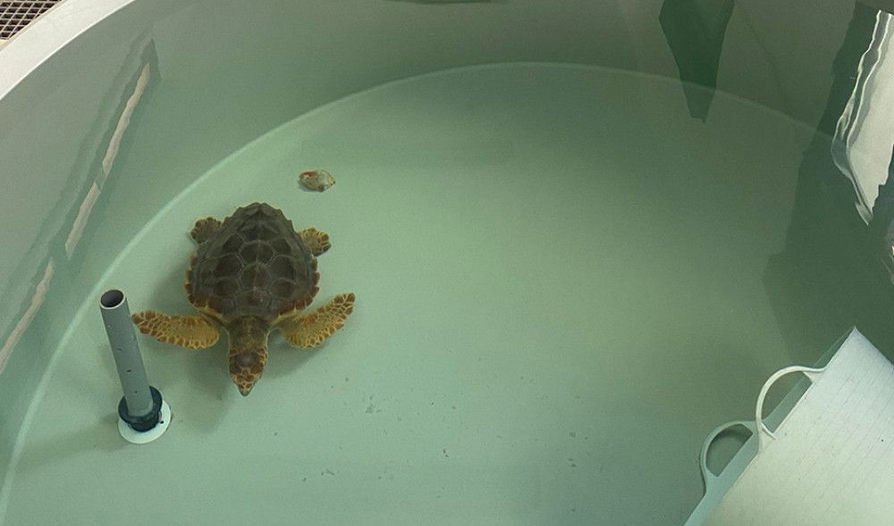 El 75% de las tortugas varadas que ingresan en el Centro del Medio Marino de la Junta se recuperan y vuelven al mar