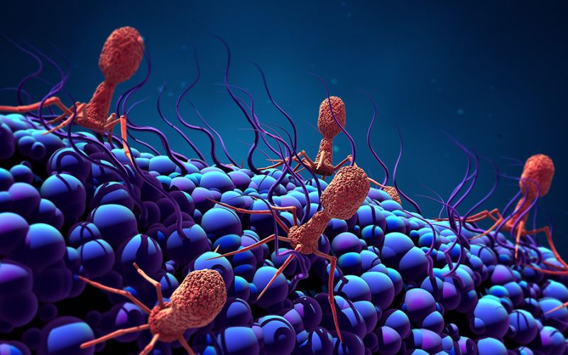 Descubren un nuevo mecanismo de control del ciclo vital de los fagos, los virus de las bacterias