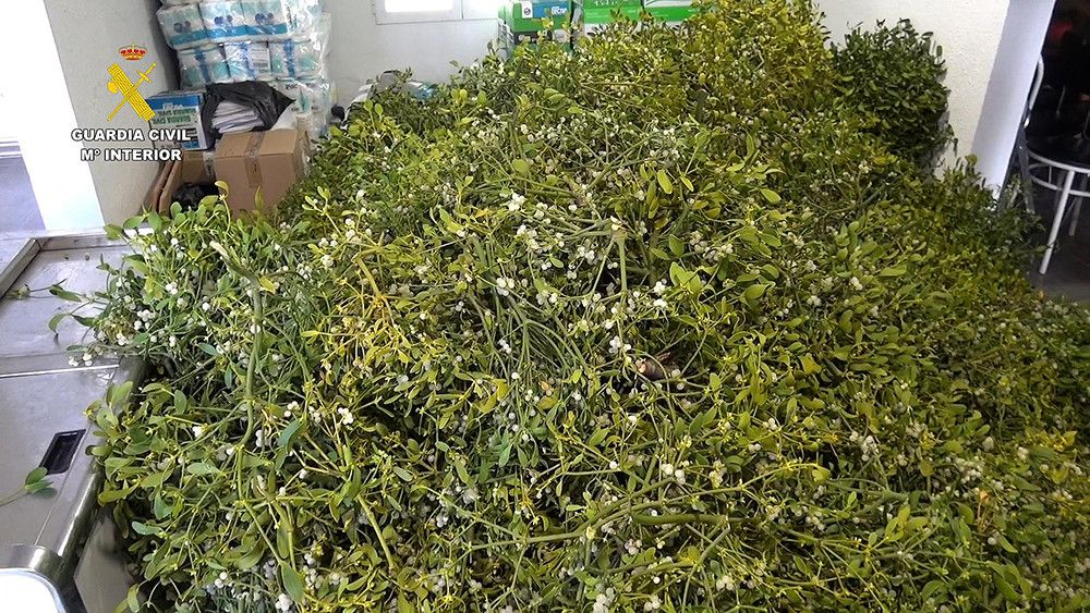 La Guardia Civil incauta 300 kg de muérdago que iba a ser comercializado con motivo de la campaña navideña