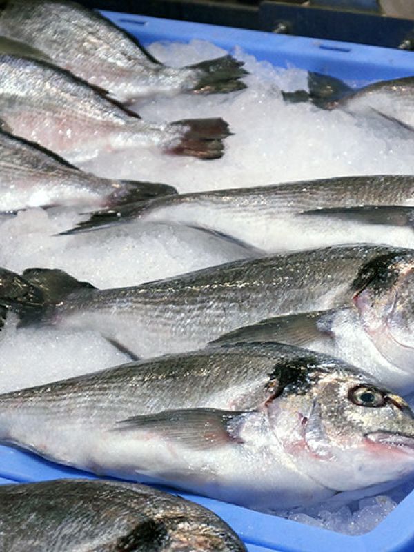 Nuevas herramientas para atajar los parásitos en los peces de cultivo