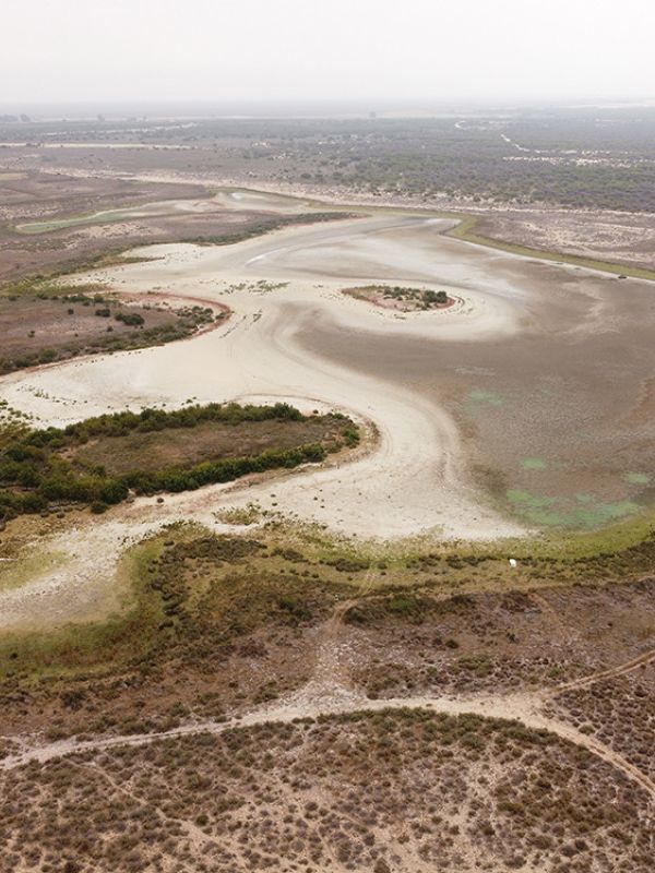 Santa Olalla, la laguna más grande de Doñana, se seca por segundo año consecutivo