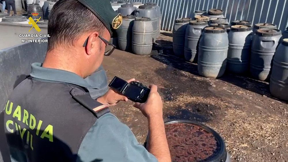 Intervenidas más de 74 toneladas de aceitunas robadas en Sevilla en dos operaciones