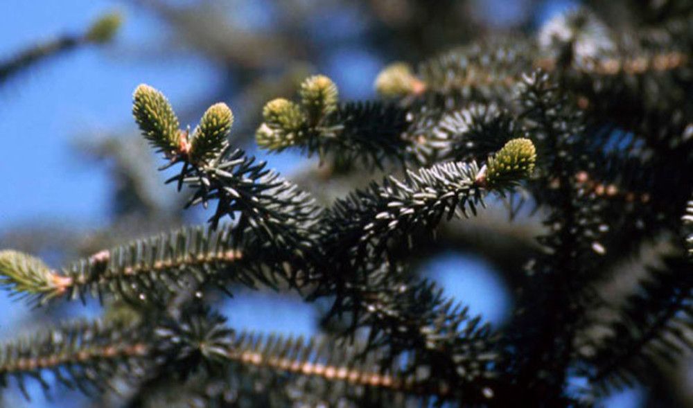 La recolecta de piña de pinsapo supera por primera vez los 1.500 kilos y favorecerá la recuperación de Sierra Bermeja (Málaga)