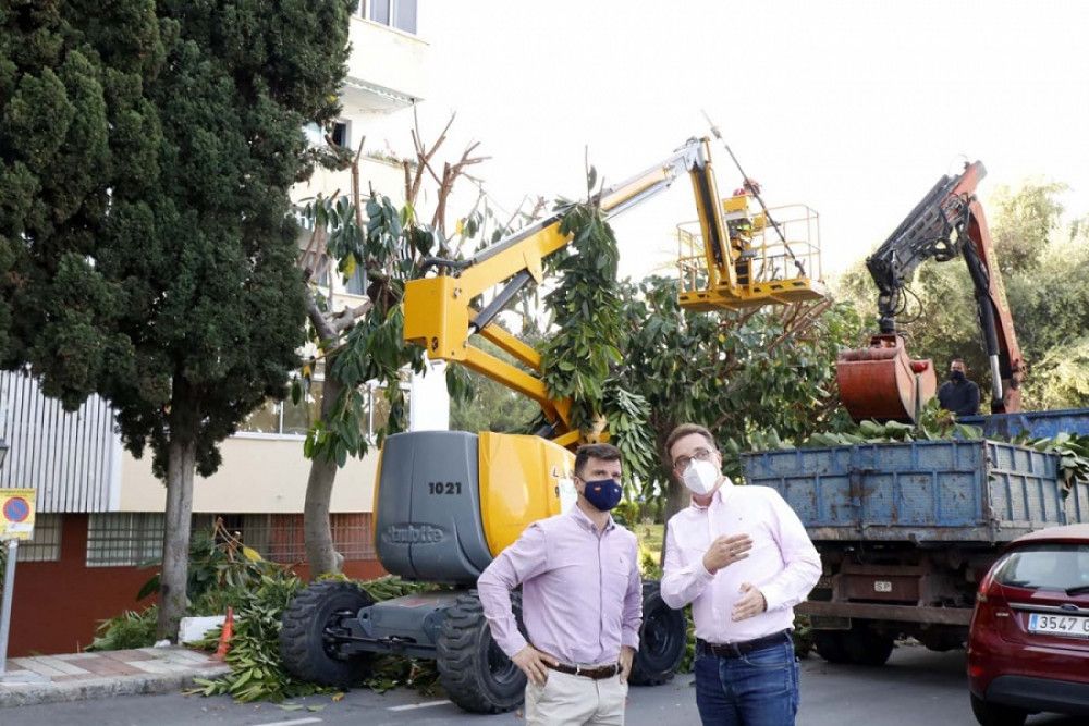El Ayuntamiento podará en 2021 un total de 4.000 palmeras y 3.000 árboles en Marbella, Las Chapas y Nueva Andalucía
