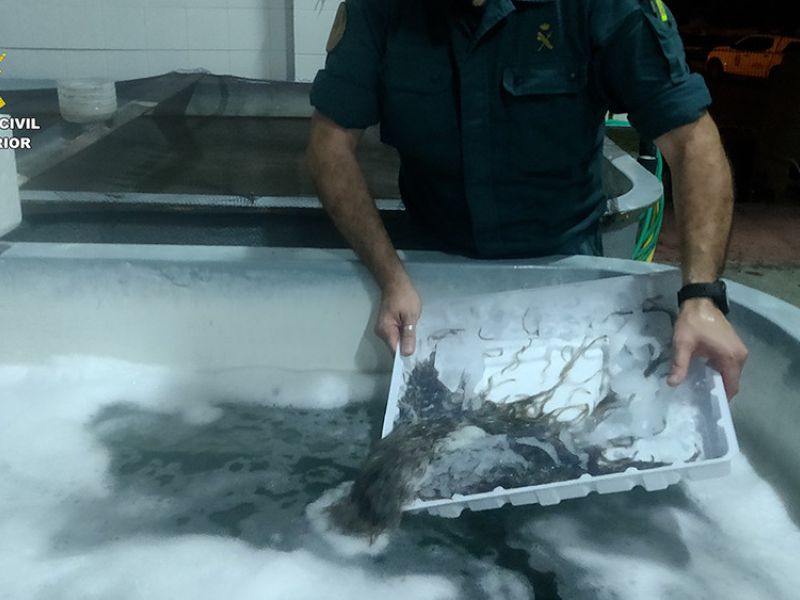 La Guardia Civil interviene más de 190 kilos de angula en el Puerto de Algeciras